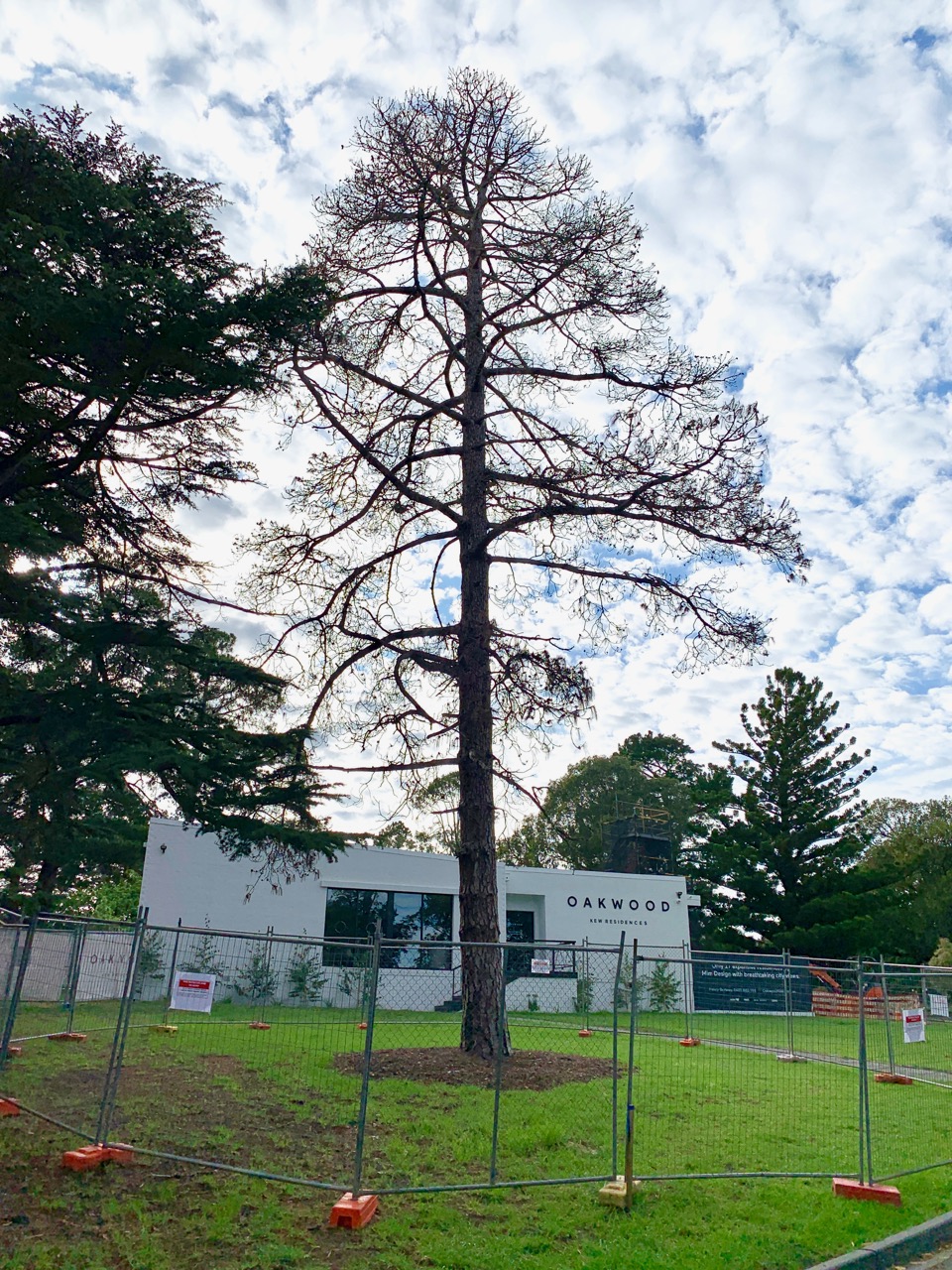 Heritage Canary Island Pine Tree
                            191