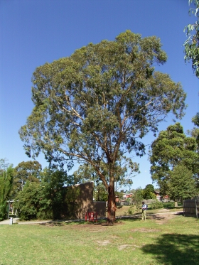 Kew Cottages Yellow Box Tree on Emerald Hill