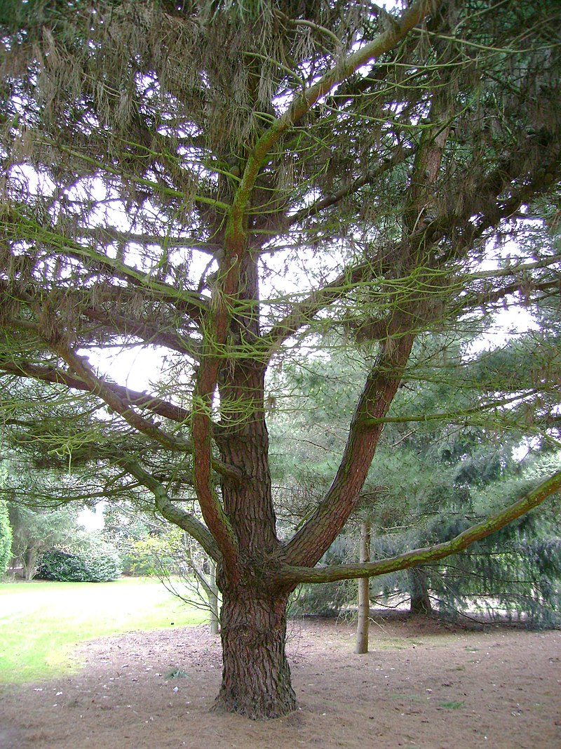 Bishops Pine